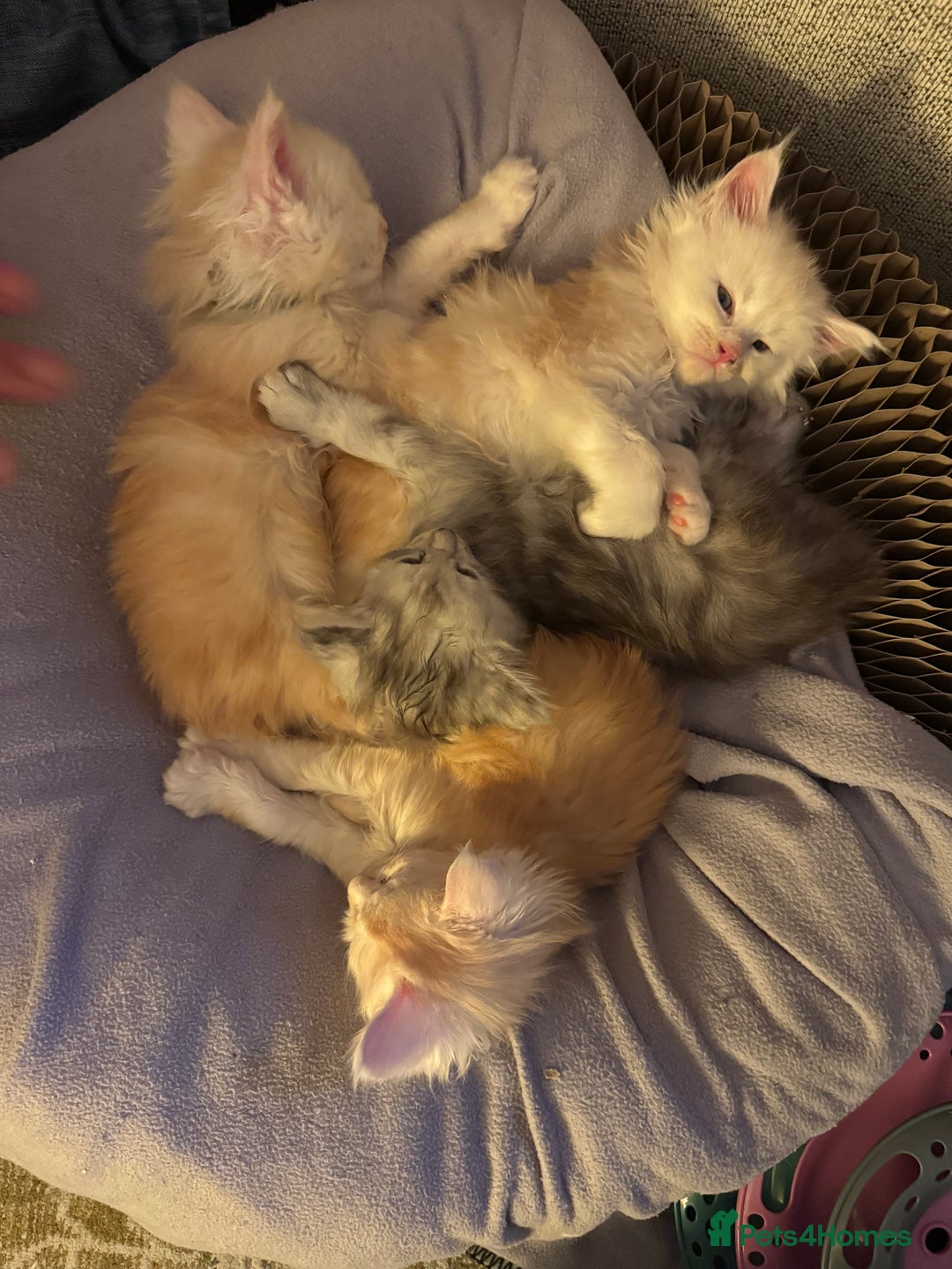 Maine Coon cats for sale: Beautiful rare colour pedigree Maine Coon kittens - Image 26
