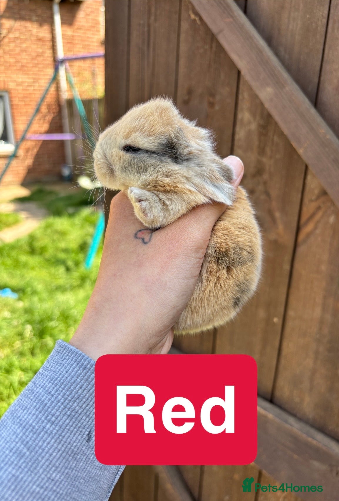 Mini Lop rabbits Mini lop babies - Advert 2