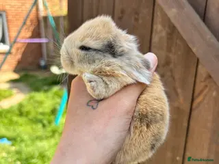 Mini Lop rabbits Mini lop babies - Advert 2