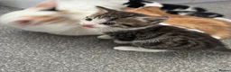 Mixed Breed cats for sale: 3 males, 1 female from loving family home - Advert 4