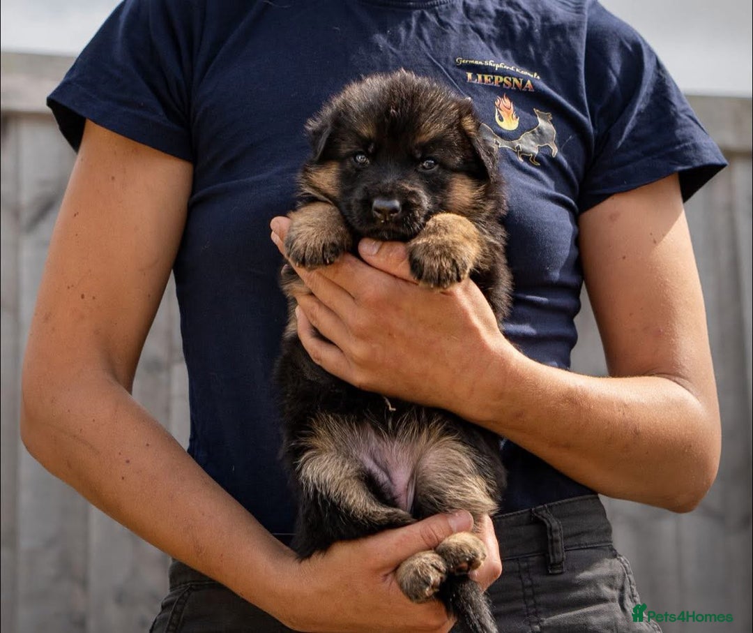 German Shepherd dogs for sale: Last female-health and temperament tested parents - Image 9
