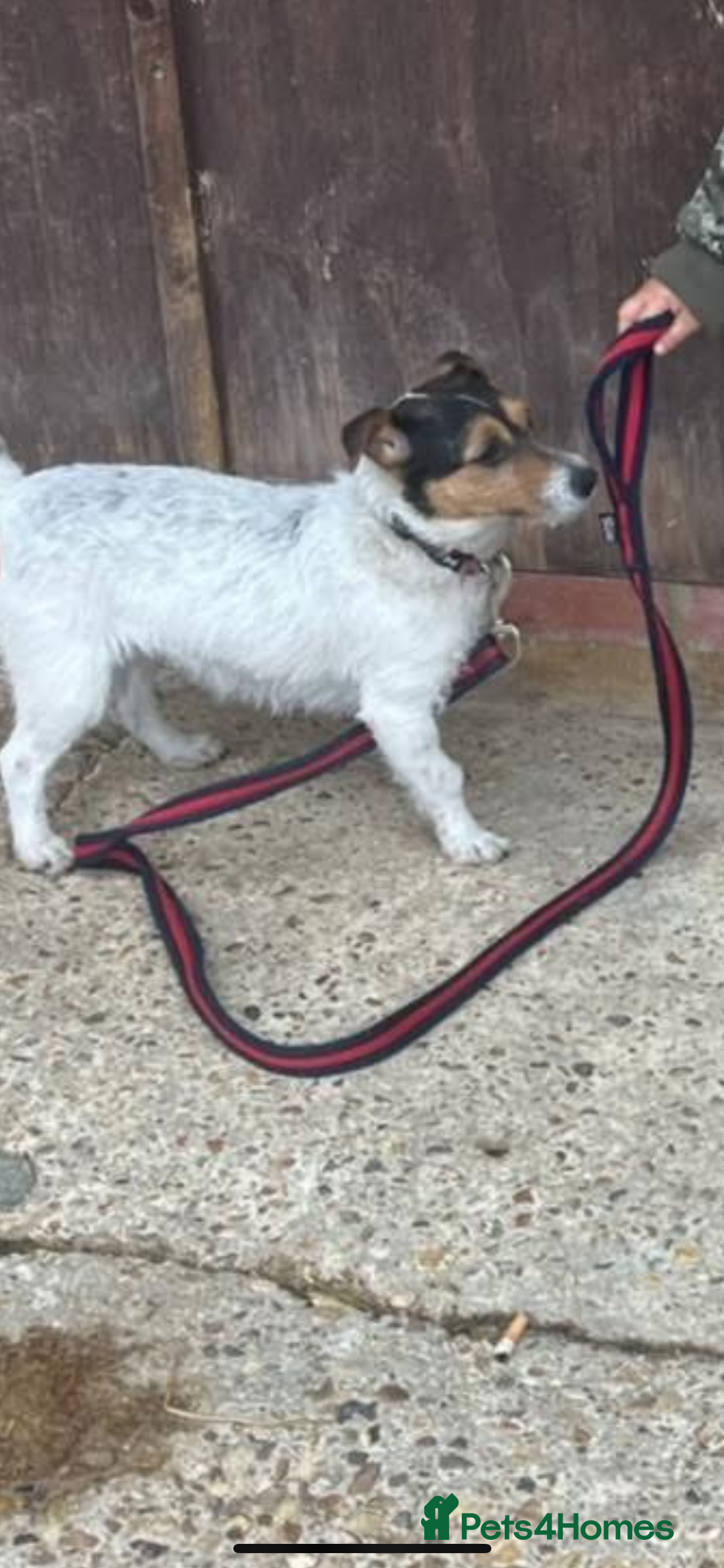 Jack Russell dogs for sale: JACK RUSSELL looking for there forever 🏠  - Advert 1