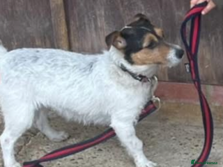 Jack Russell dogs JACK RUSSELL looking for there forever 🏠 - Advert 2