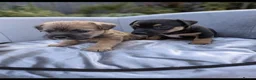 Jack Russell dogs for sale: Jack russell puppy  - Advert 25