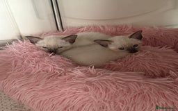Siamese cats for sale: 2 male sealpoint siamese  - Image 12