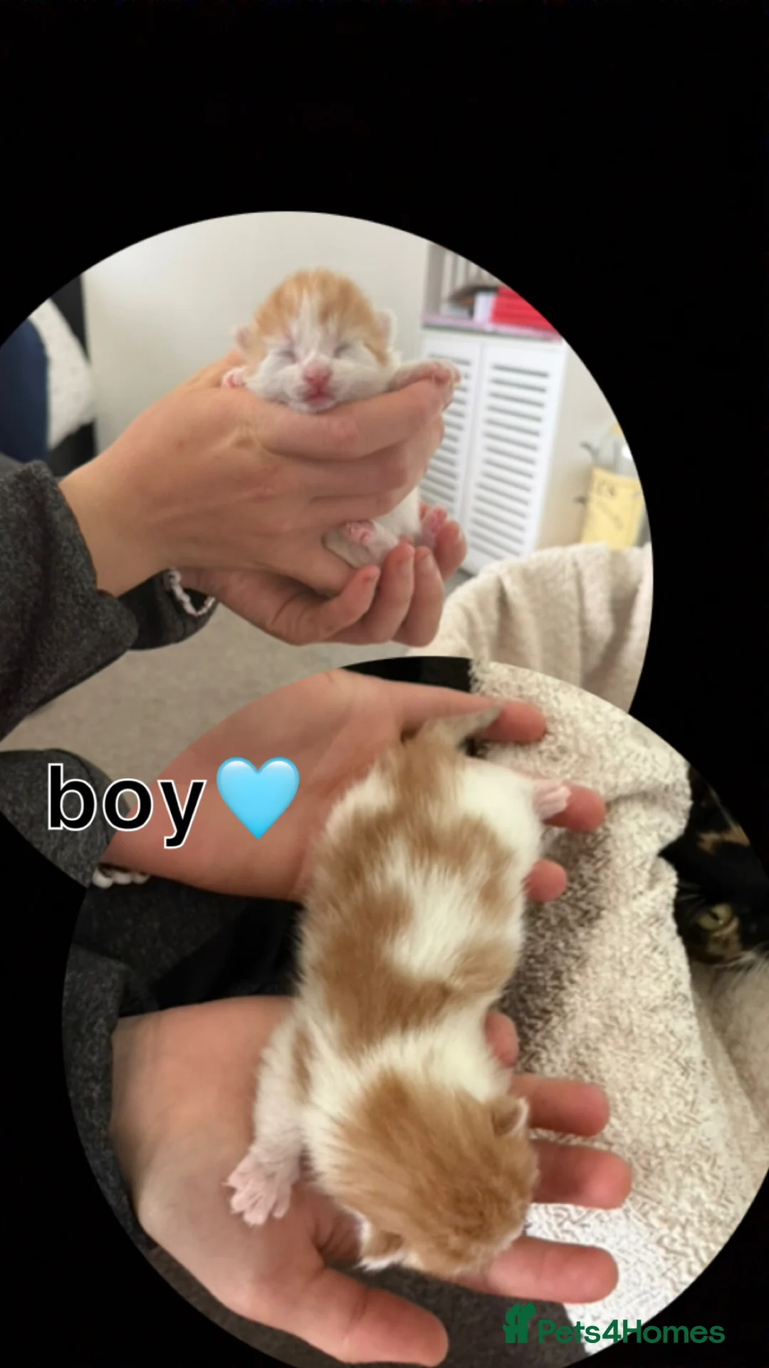 Mixed Breed cats for sale: 3 beautiful kittens  in Nottingham - Advert 2