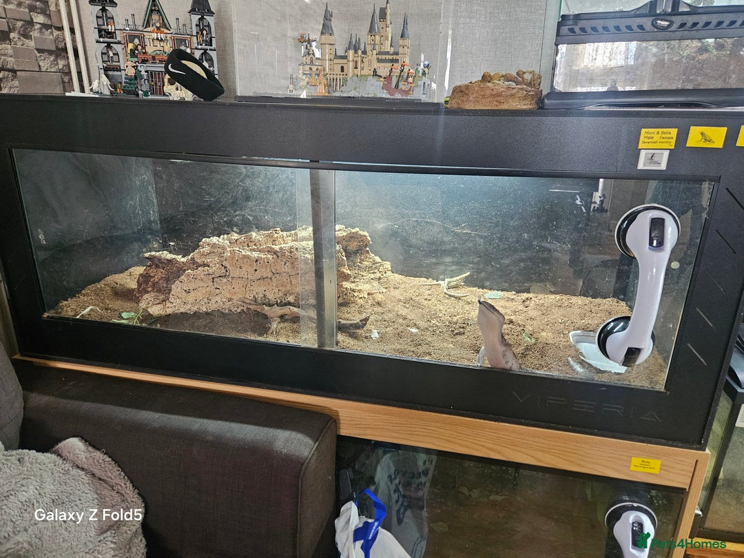 Lizard reptiles for sale: Blue tongue skink - Image 5