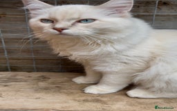 Ragdoll cats for sale: Ragdoll Cherubim Mink Lilac Chocolate TICA - Image 4