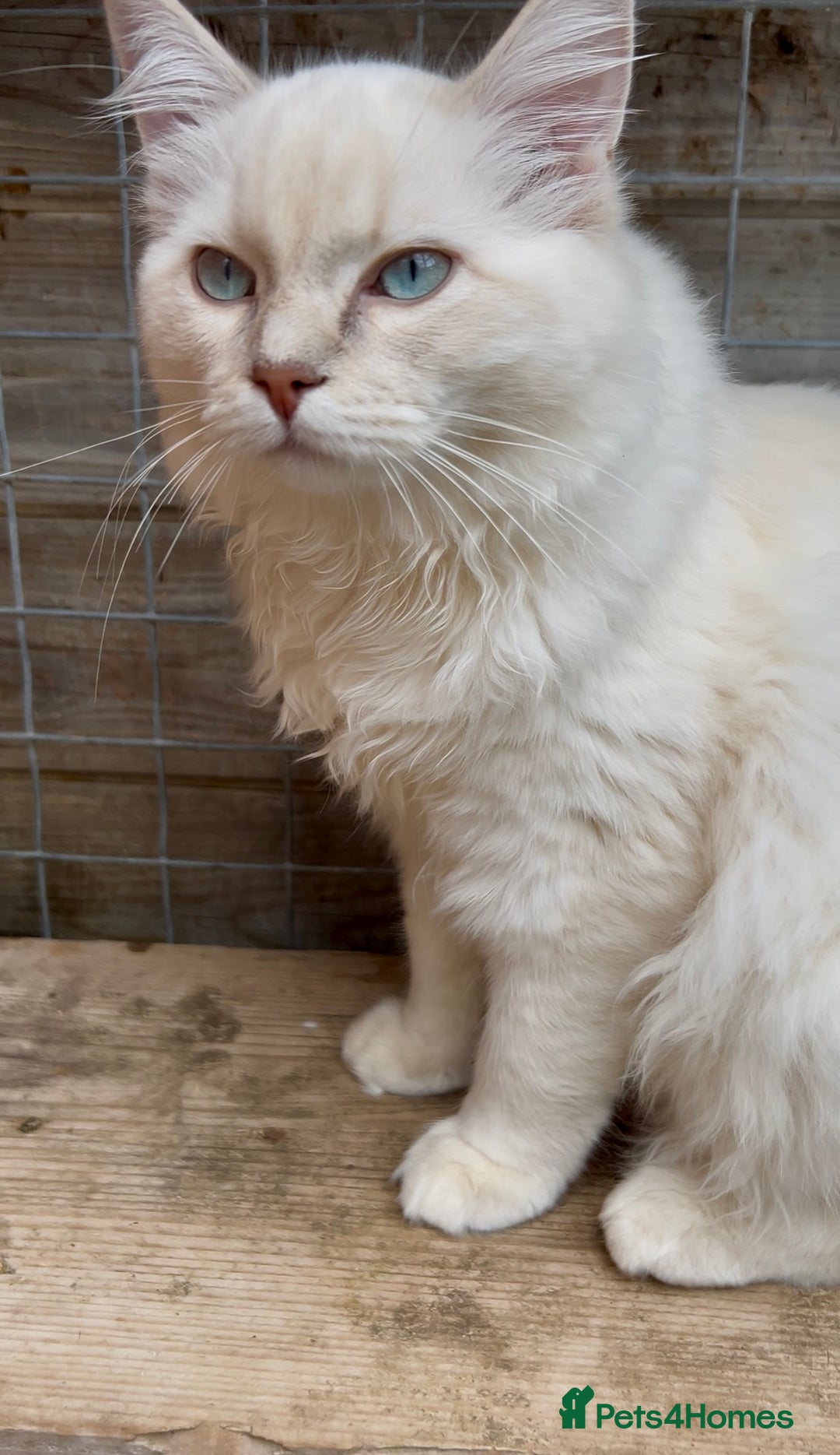 Ragdoll cats for sale: Ragdoll Cherubim Mink Lilac Chocolate TICA - Image 4