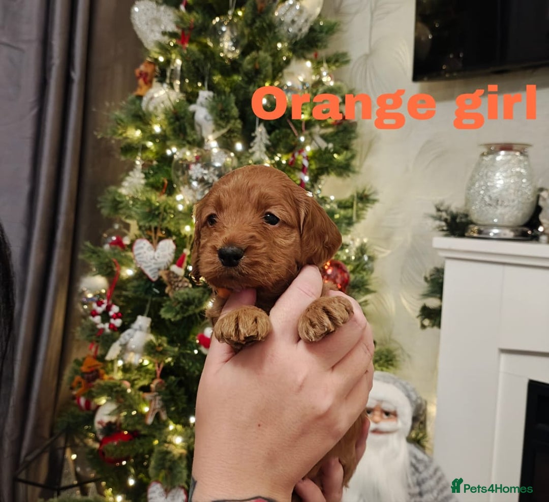 Cockapoo dogs for sale: Beautiful cockapoos puppies  - Advert 9