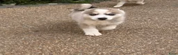 Pomsky dogs for sale: 6 beautiful pomsky 3 girls 3 boy ready to leave  - Advert 10