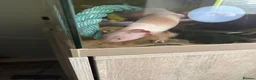 Axolotl reptiles for sale: Pair of female Axolotls  - Advert 5