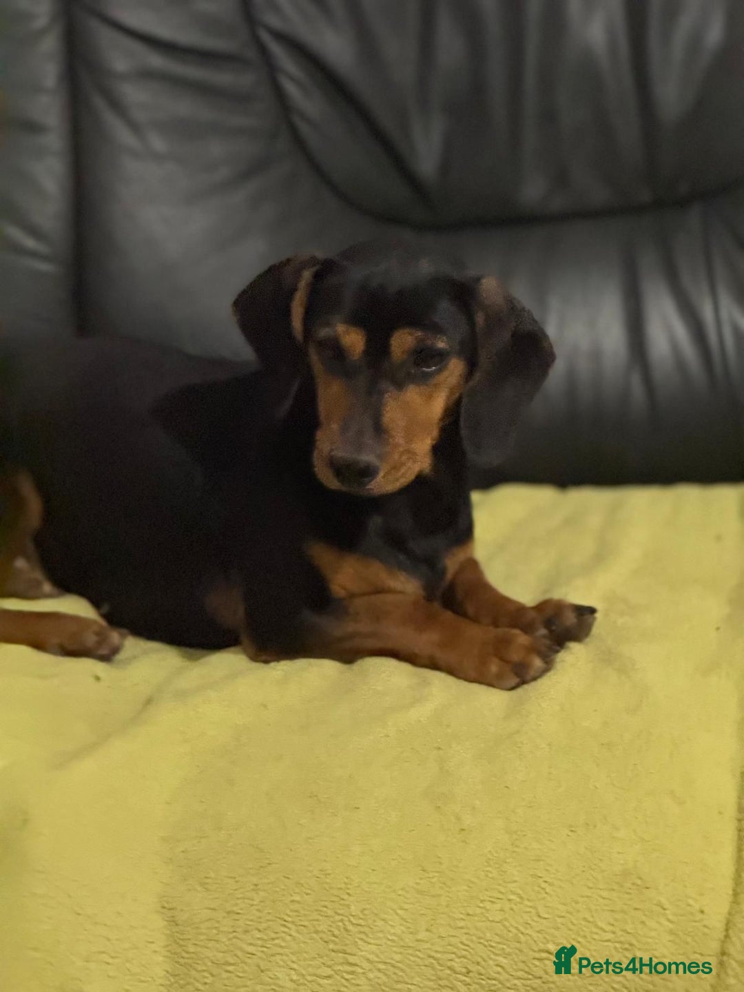 Mixed Breed dogs for adoption: Beautiful Mira needs a home - Advert 21