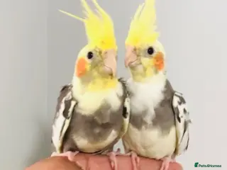 Cockatiels birds Beautiful hand tamed, untamed cockatiels for sale. - Advert 1