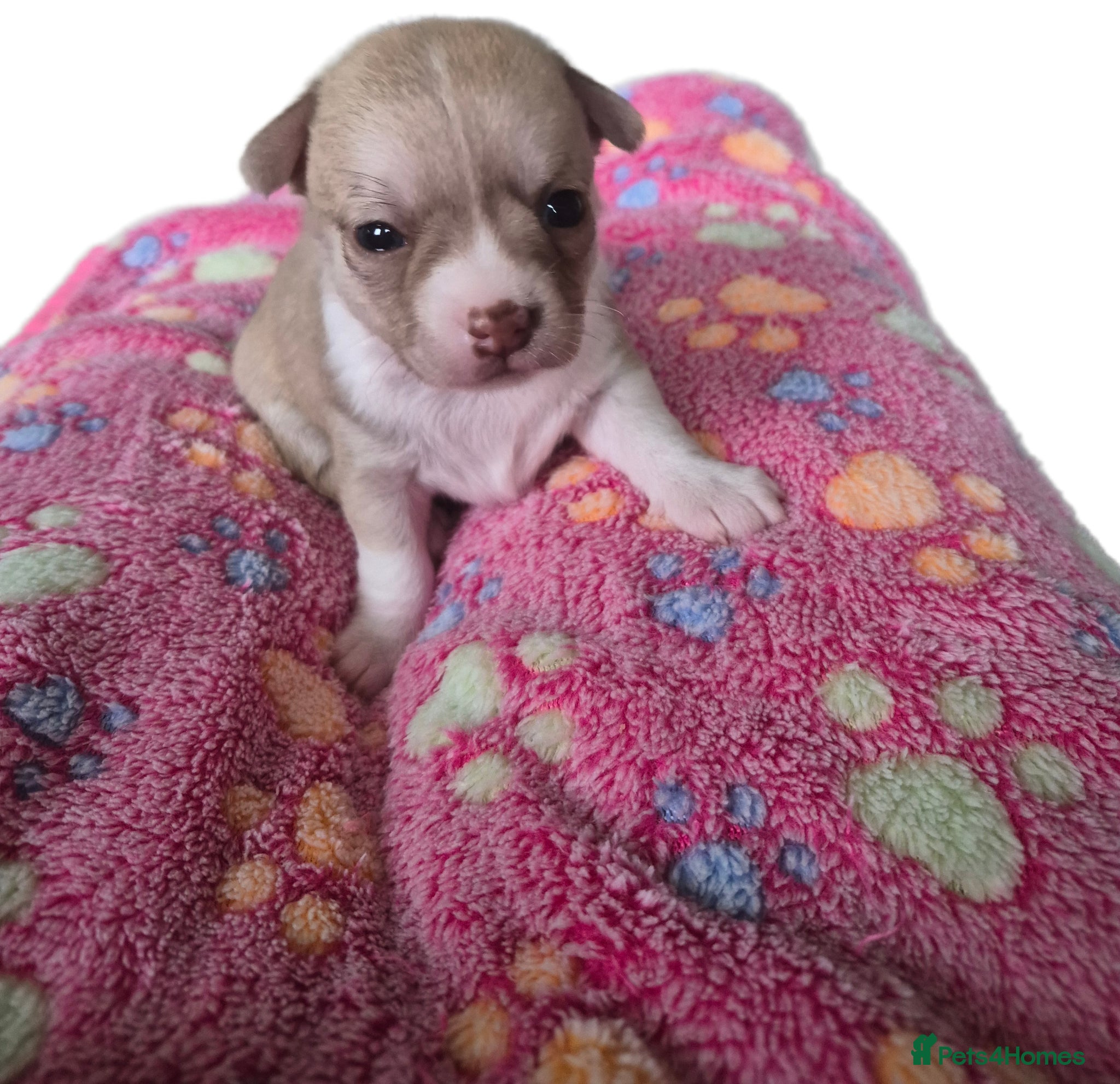 Chihuahua dogs for sale: Female chihuahua - Advert 10