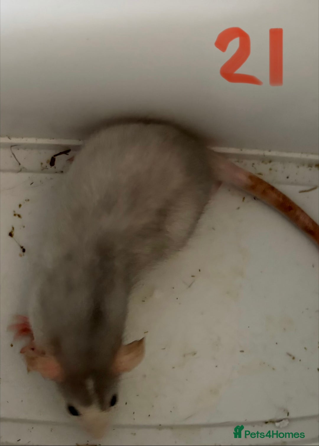 Rat rodents for sale: Mixed baby rats  - Image 21