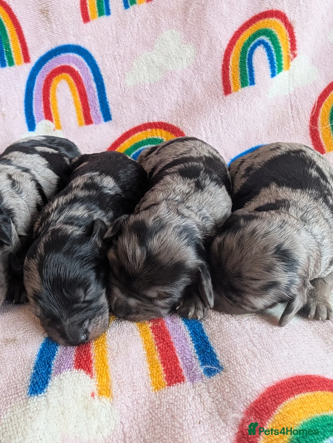 Cavapoo dogs for sale: DNA health tested Merle Cavapoos - Advert 20