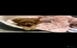 Cavapoo dogs for sale: Red cavapoo babies, both parent DNA tested - Image 18