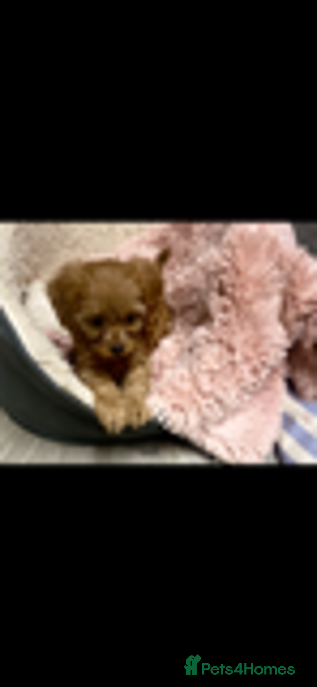 Cavapoo dogs for sale: Red cavapoo babies, both parent DNA tested - Image 18