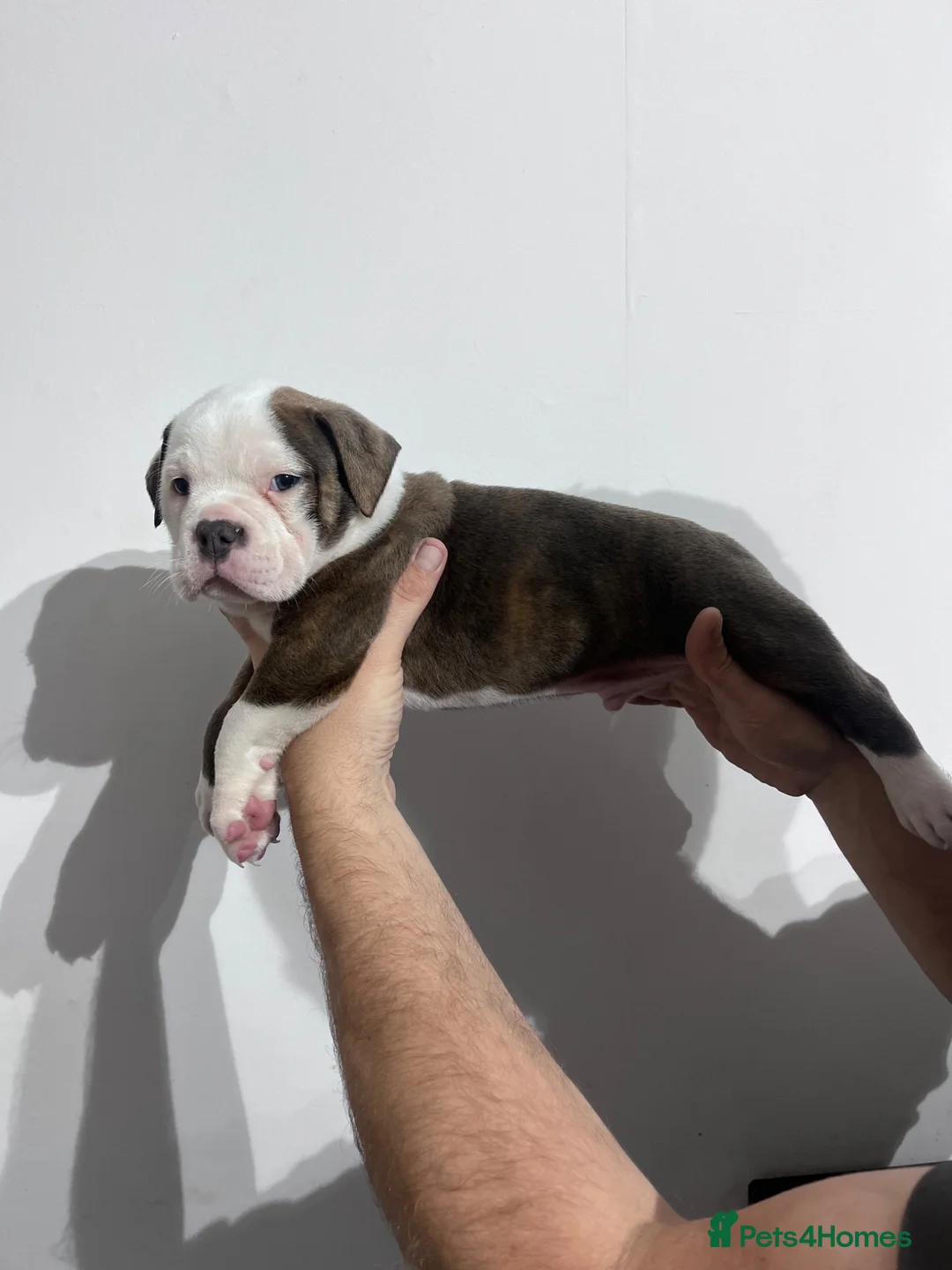 Olde English Bulldogge dogs for sale: OLDE ENGLISH BULLDOGGE PUPS, READY TO GO,NEBBR REG - Advert 2