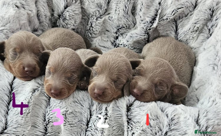 Miniature Dachshund dogs - Advert 1