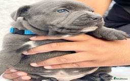 Staffordshire Bull Terrier dogs for sale: SIMPLY STUNNING COI 5.8% - Image 5