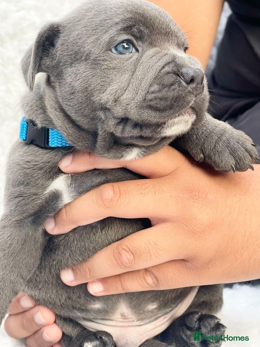 Staffordshire Bull Terrier dogs for sale: SIMPLY STUNNING COI 5.8% - Image 5