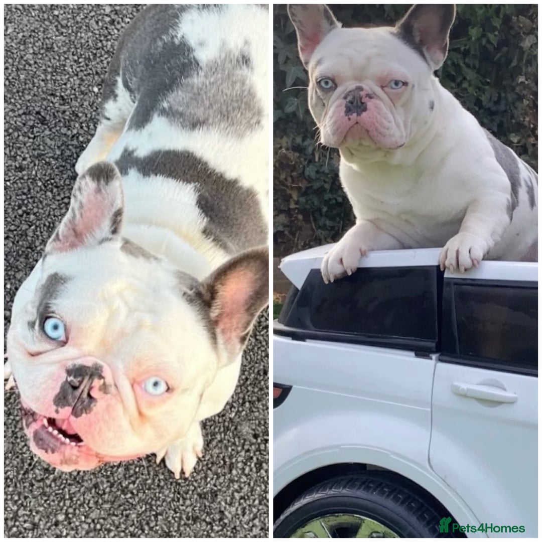 French Bulldog dogs for sale: 4 Panel Health Tested Parents  - Advert 9