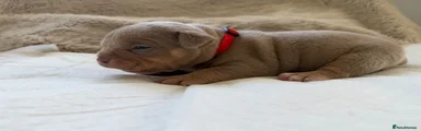Red Collar Male 