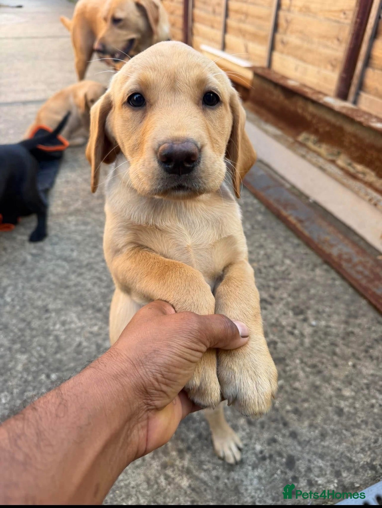 Labrador Retriever dogs Puppies for sale - Advert 12