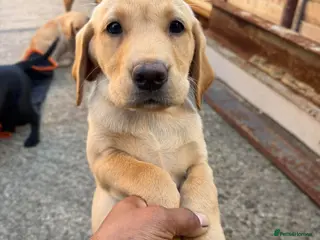 Labrador Retriever dogs Puppies for sale - Advert 12