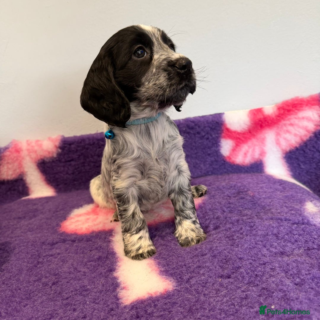 Cocker Spaniel dogs for sale: Stunning cocker spaniel pups  - Advert 26