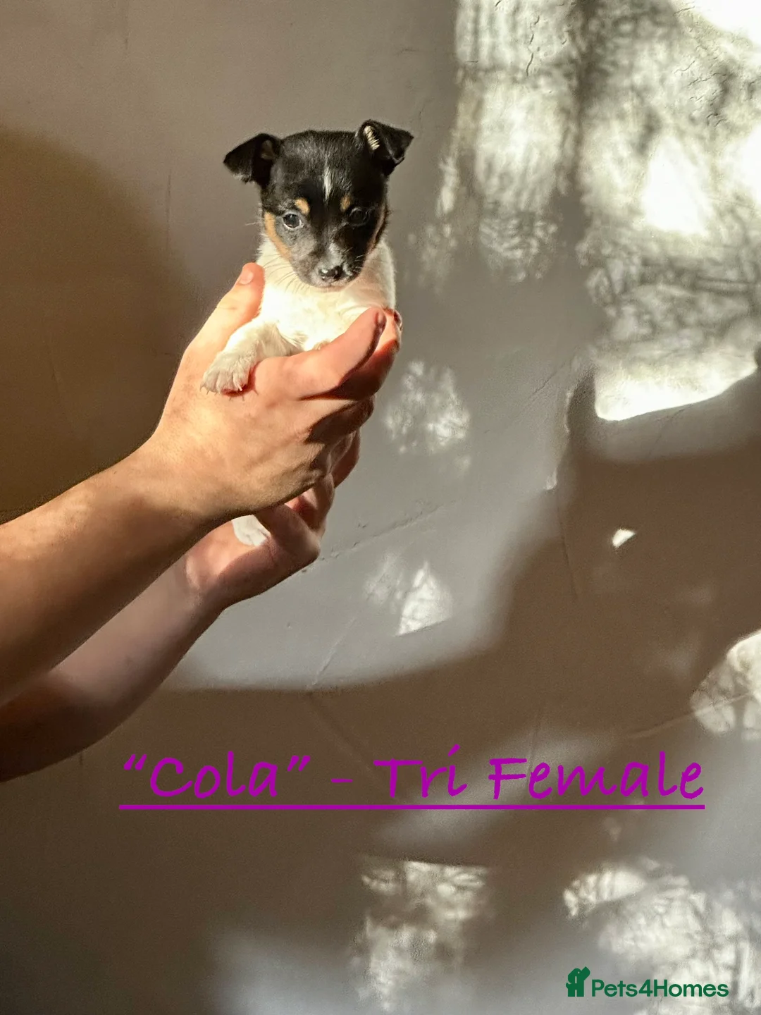 Jack Russell dogs for sale: Superb KC Reg’d Jack Russell Female Pup DNA CLEAR - Advert 16