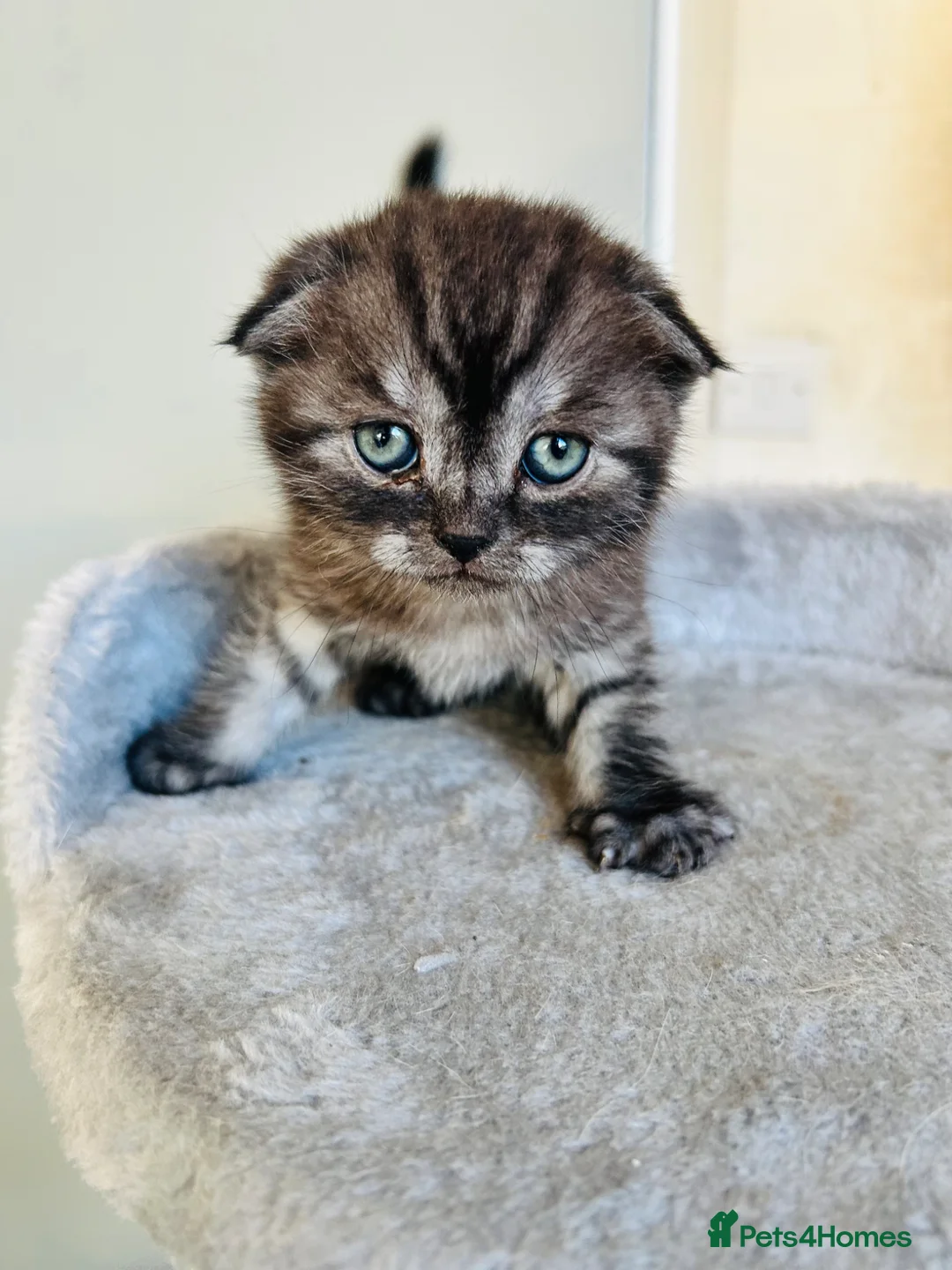 Scottish Fold cats for sale:  Meet your future cuddle companion! ✨🐾 - Advert 27