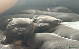 Staffordshire Bull Terrier dogs for sale: Staffordshire Bull Terrier Puppy purple  - Beautiful KC reg Blue Staffordshire bullterriers  - Image 16
