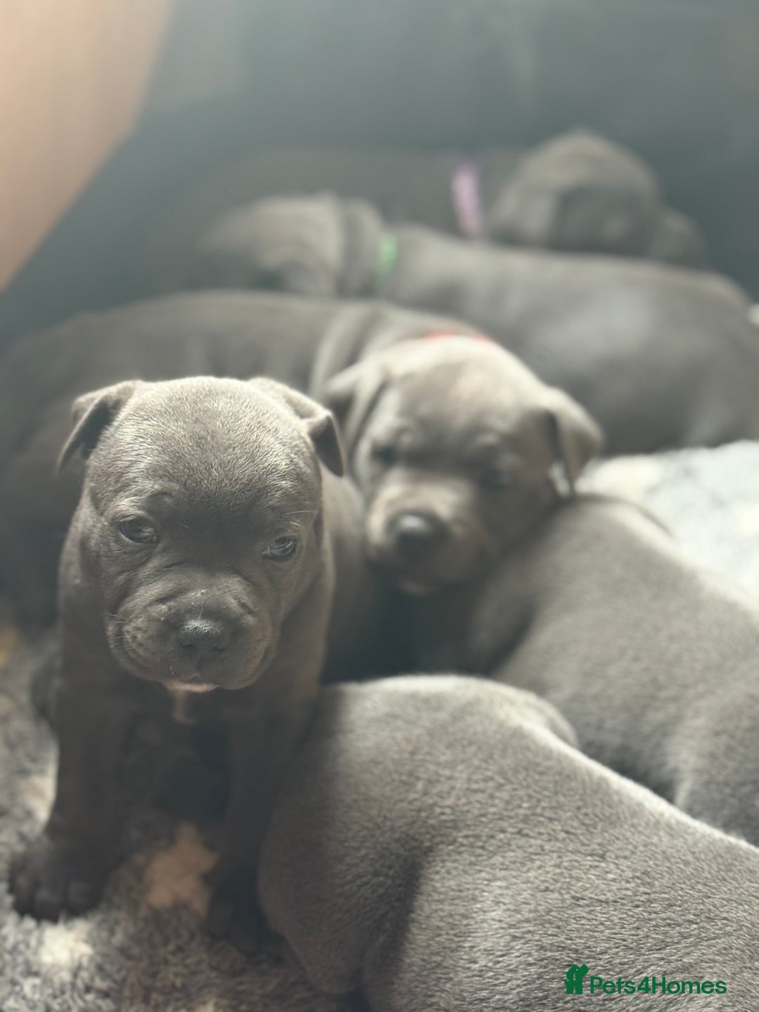 Staffordshire Bull Terrier dogs for sale: Staffordshire Bull Terrier Puppy purple  - Beautiful KC reg Blue Staffordshire bullterriers  - Image 16