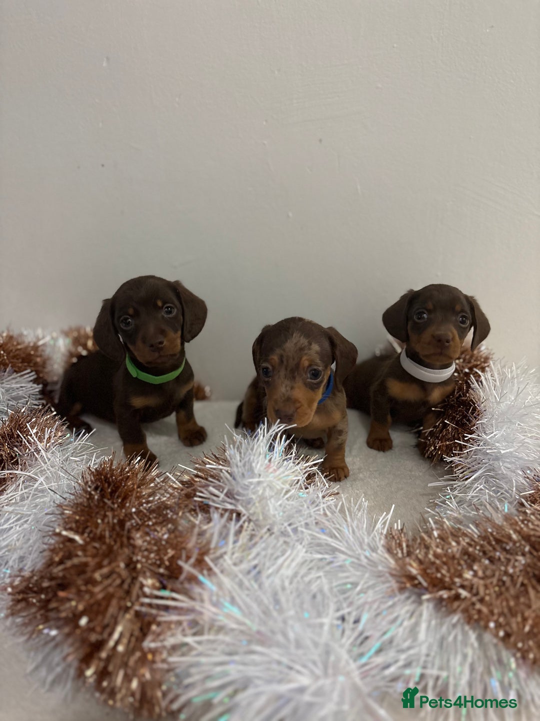 Miniature Dachshund dogs for sale: Miniature Dachshund Pups  - Advert 2