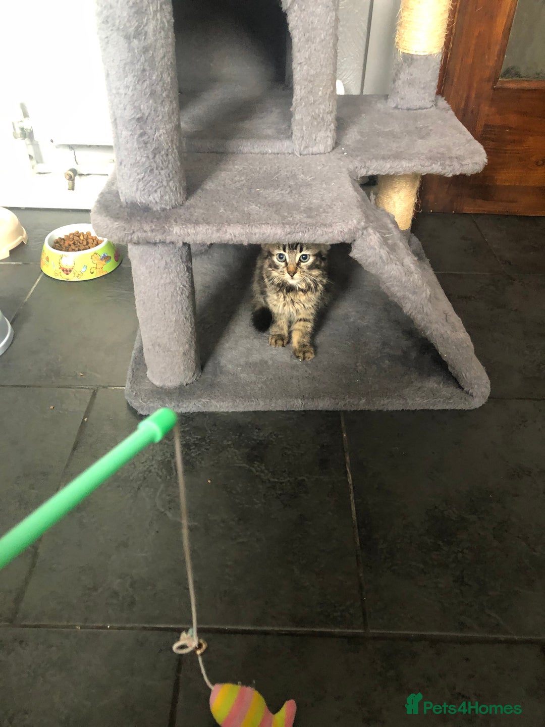 Mixed Breed cats for sale: Beautifully kittens ready for new home - Image 17