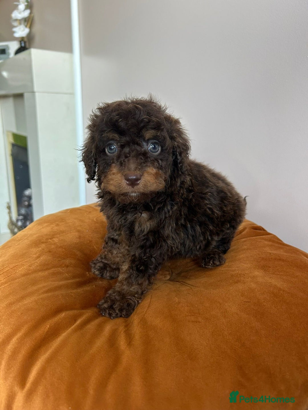Cavapoo dogs for sale: 1 girl left 💕 f1b cavapoos ready now 🏡 - Image 21