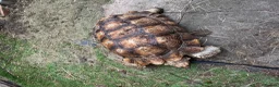 Tortoise reptiles for sale: Pair of Adult Sulcata Tortioses For Reluctant Sale in Coventry - Advert 6