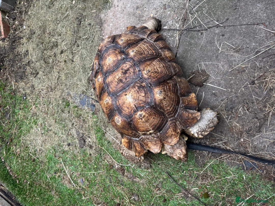 Tortoise reptiles for sale: Pair of Adult Sulcata Tortioses For Reluctant Sale in Coventry - Advert 6
