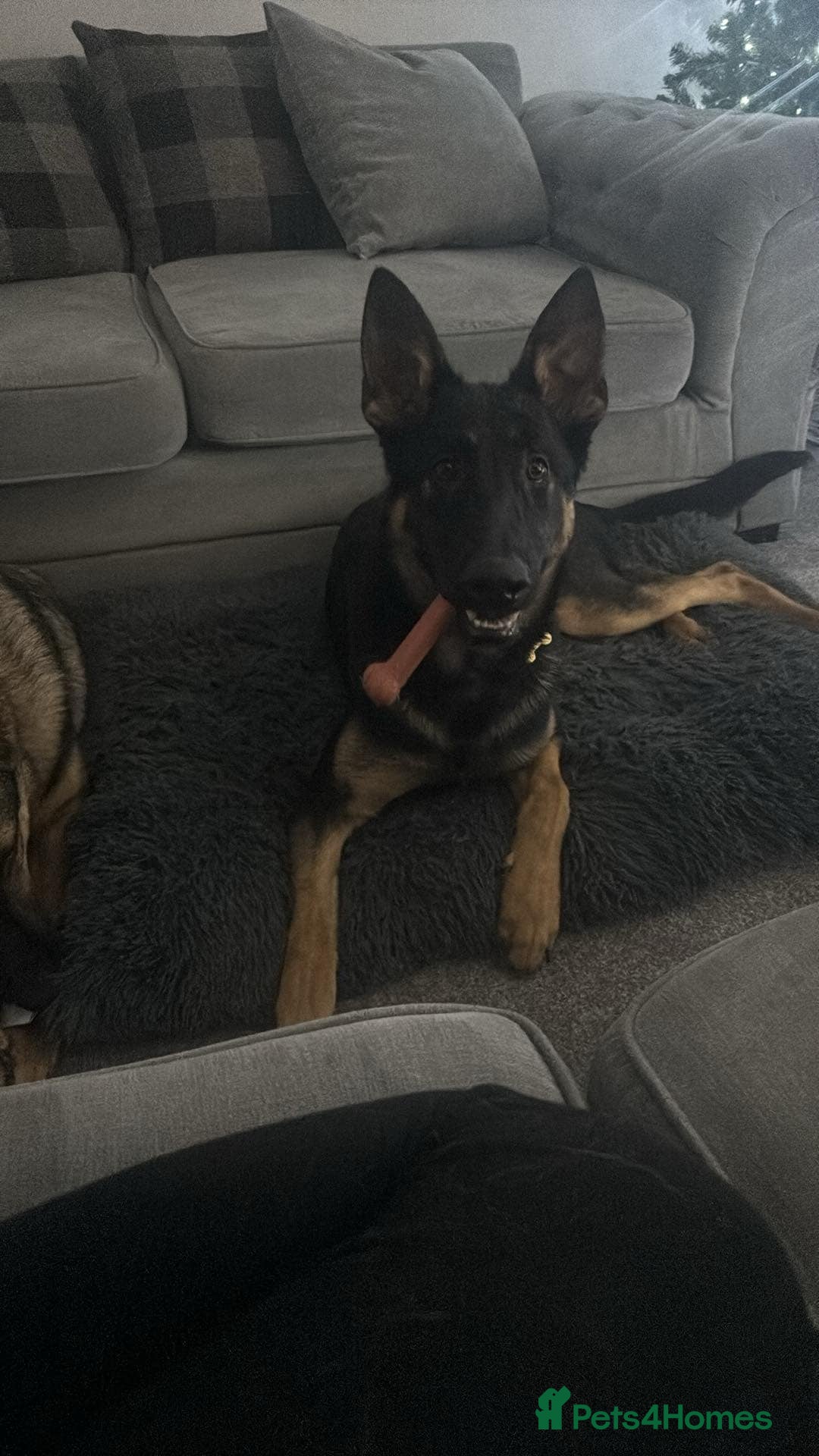 German Shepherd dogs for sale: German sherpard male puppy  - Advert 5