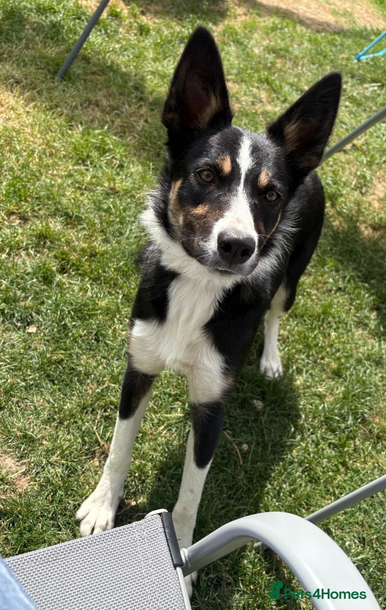 Border Collie dogs Beautiful Female Border Collie 8 Months Old "Tori" - Advert 1