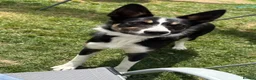 Border Collie dogs for sale: Beautiful Female Border Collie 8 Months Old "Tori" in Much Wenlock - Advert 1