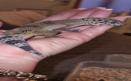 Leopard Gecko reptiles for sale: Leopard Gecko - Image 4