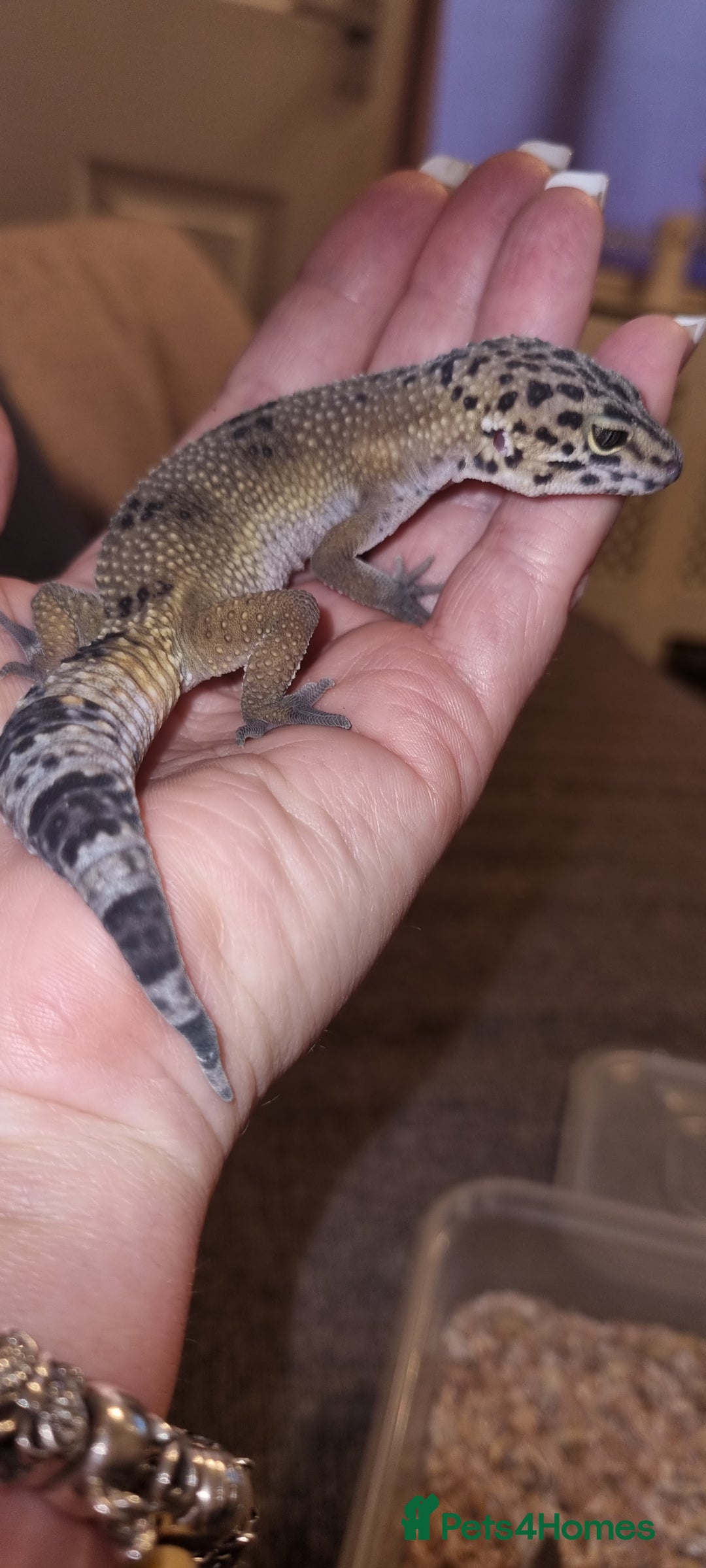 Leopard Gecko reptiles for sale: Leopard Gecko - Image 4