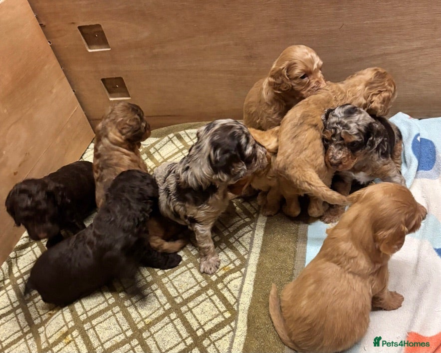 Cockapoo dogs Outstanding F1B Cockapoo Puppies - Lovely Colours - Advert 14
