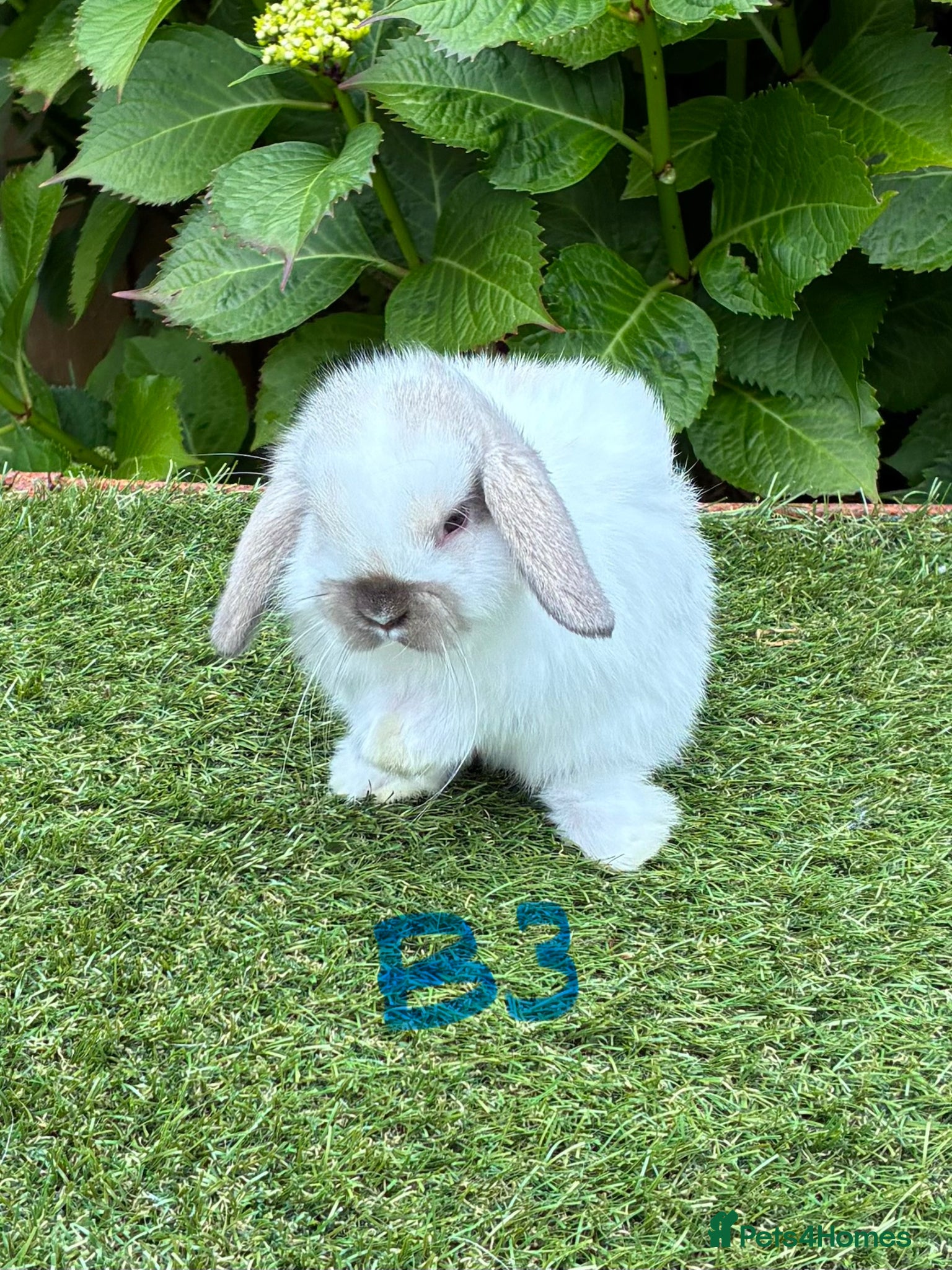 Mini Lop rabbits Pure bred mini lops baby rabbits. - Advert 2