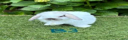 Mini Lop rabbits for sale: Pure bred mini lops baby rabbits. - Advert 9
