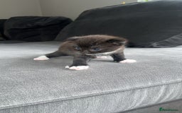 Scottish Fold cats for sale: Beautiful Scottish Fold Kittens  - Image 8